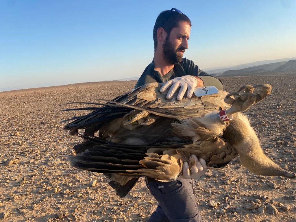 הממצאים העלו: מות הנשרים בדרום - הרעלה