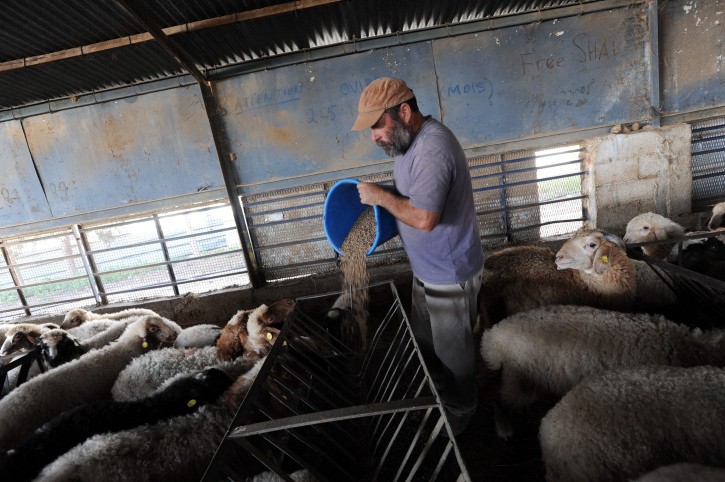 הטיפול בפשיעה החקלאית: יוקמו יחידות מתנדבי מג"ב ייעודיות
