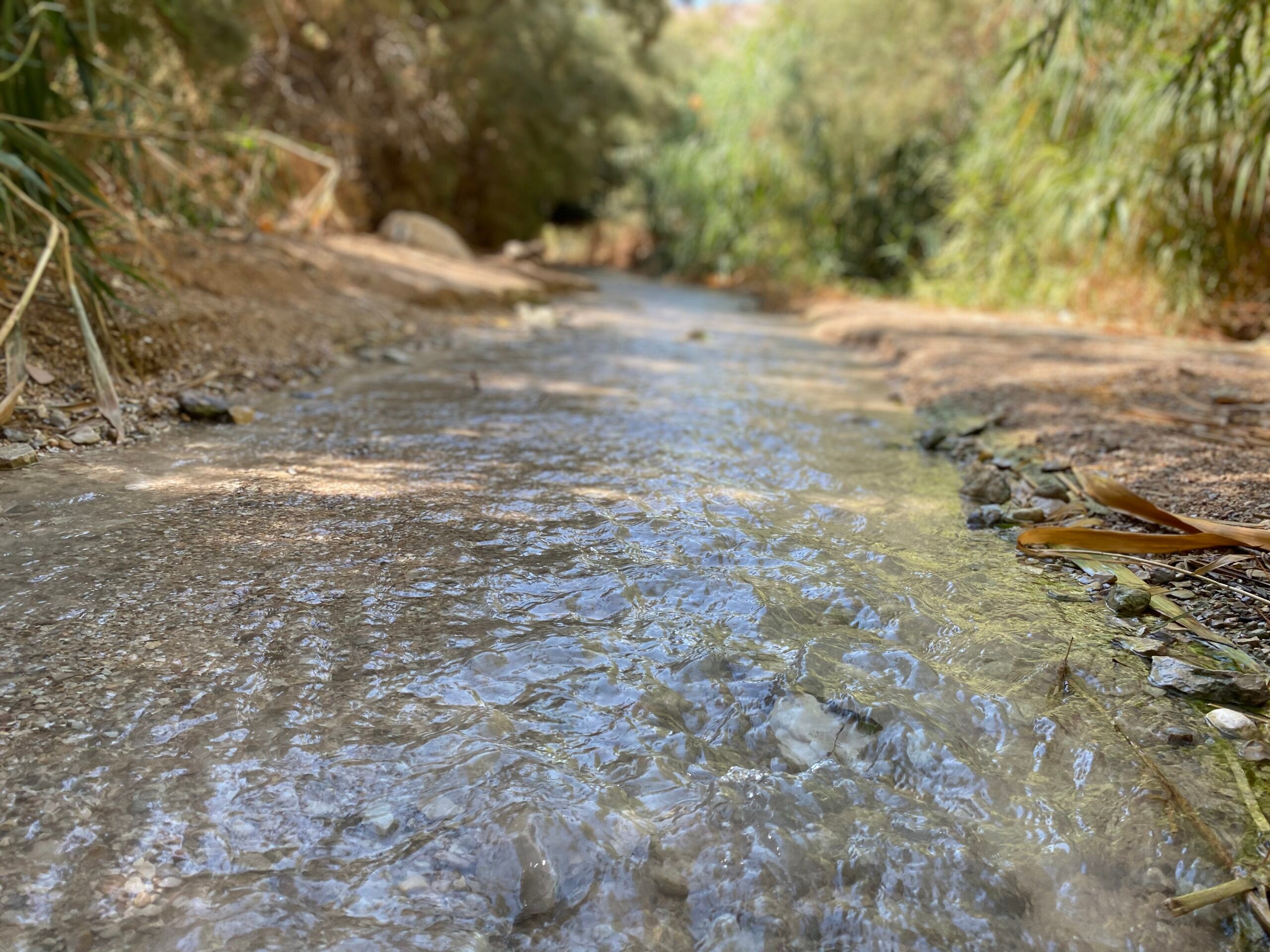 המלצה חמה: מעיין מרענן ומפל מדהים בלב המדבר