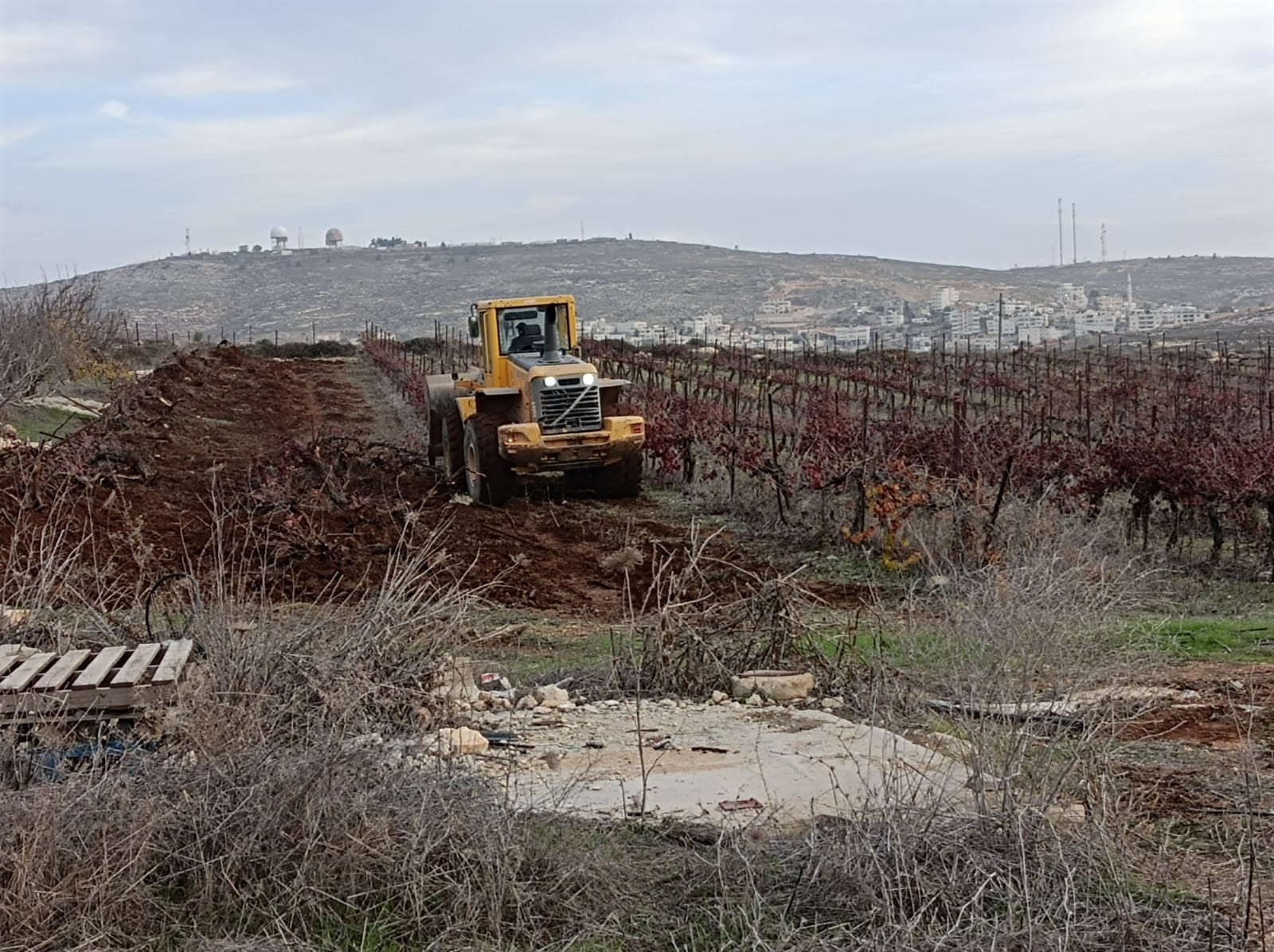 כוחות מפנים את הכרמים היהודים האחרונים שנותרו בעמונה