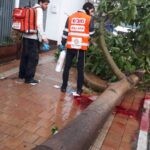 "כרמל" כבר כאן: עץ קרס על גבר כבן 40 בנתניה – מצבו אנוש