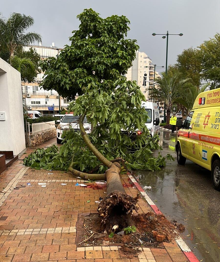 הסופה כרמל: עצים קורסים, גשמים ושלג כבד בחרמון | התחזית