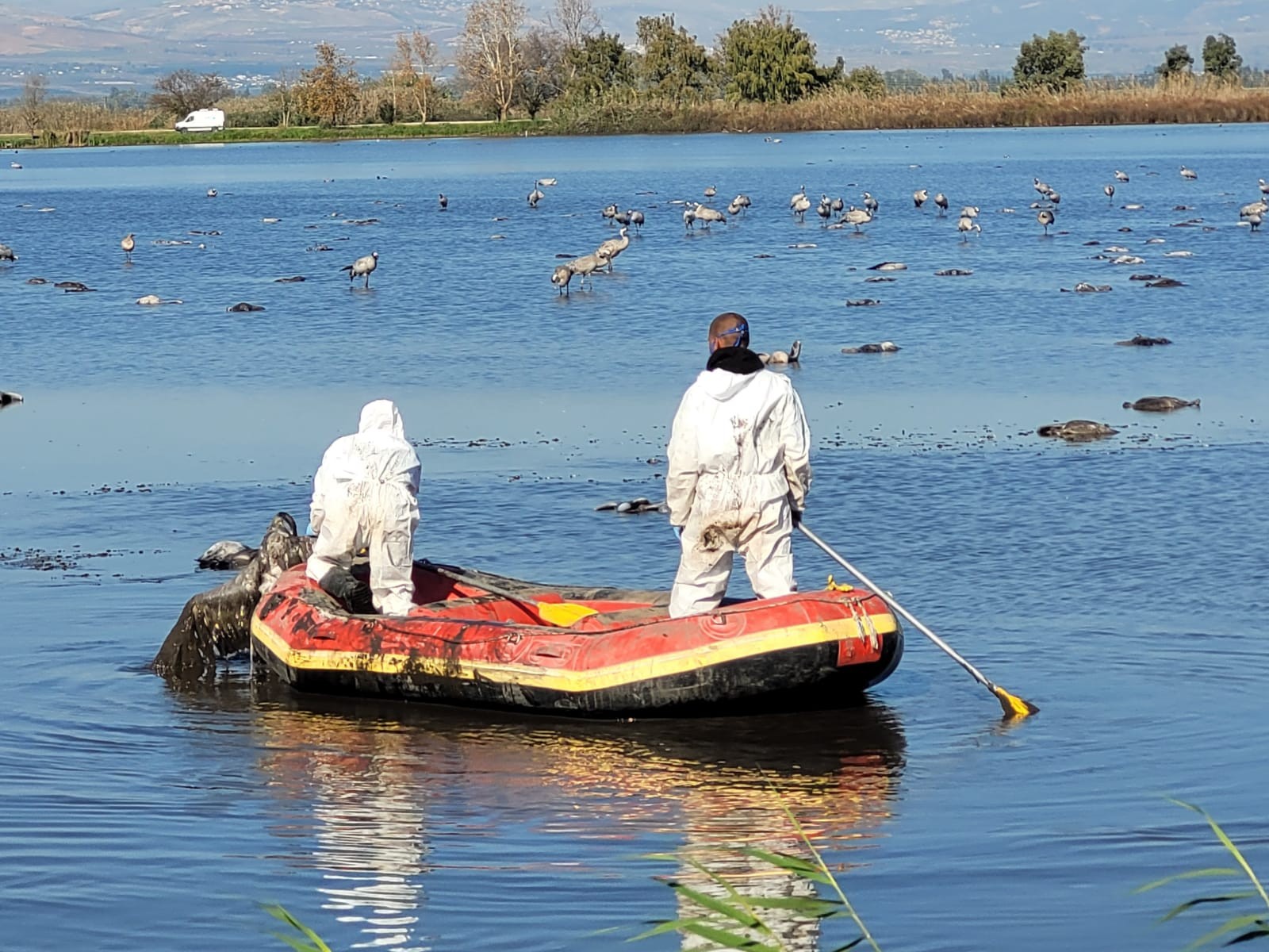 שפעת העופות: החל פינוי העגורים המתים מאגמון החולה