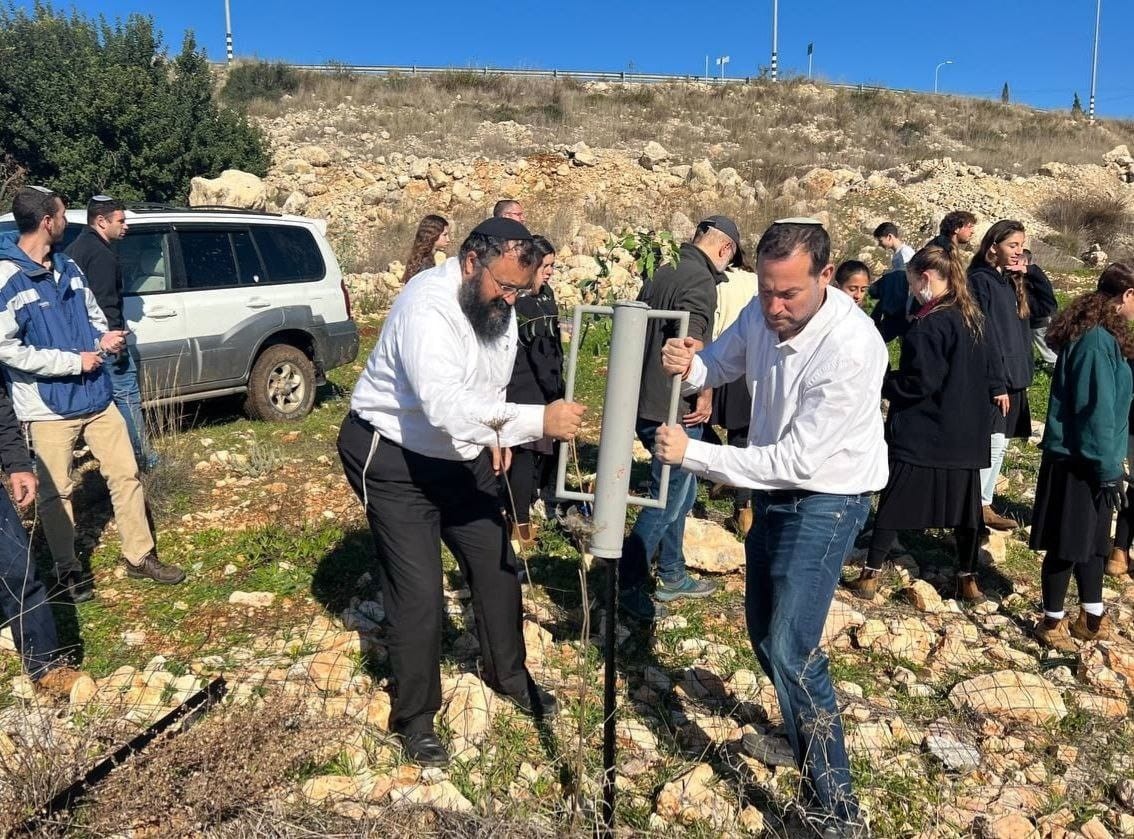 בשומרון יצאו לנטיעות בזמן שמיטה: "כשנלחמים על הארץ - מותר"