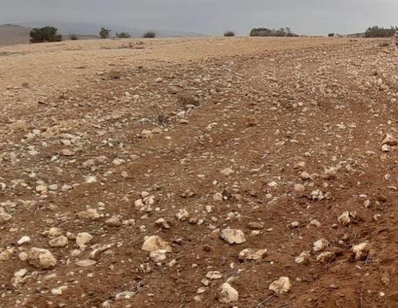 לאחר הסערה: כל הנטיעות שניטעו באזור שבט אלאטרש בנגב - נעקרו