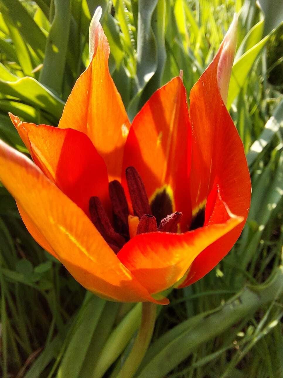 פרחים שבוקעים מהביצה - לא מאמינים? בואו לגלות היכן הם