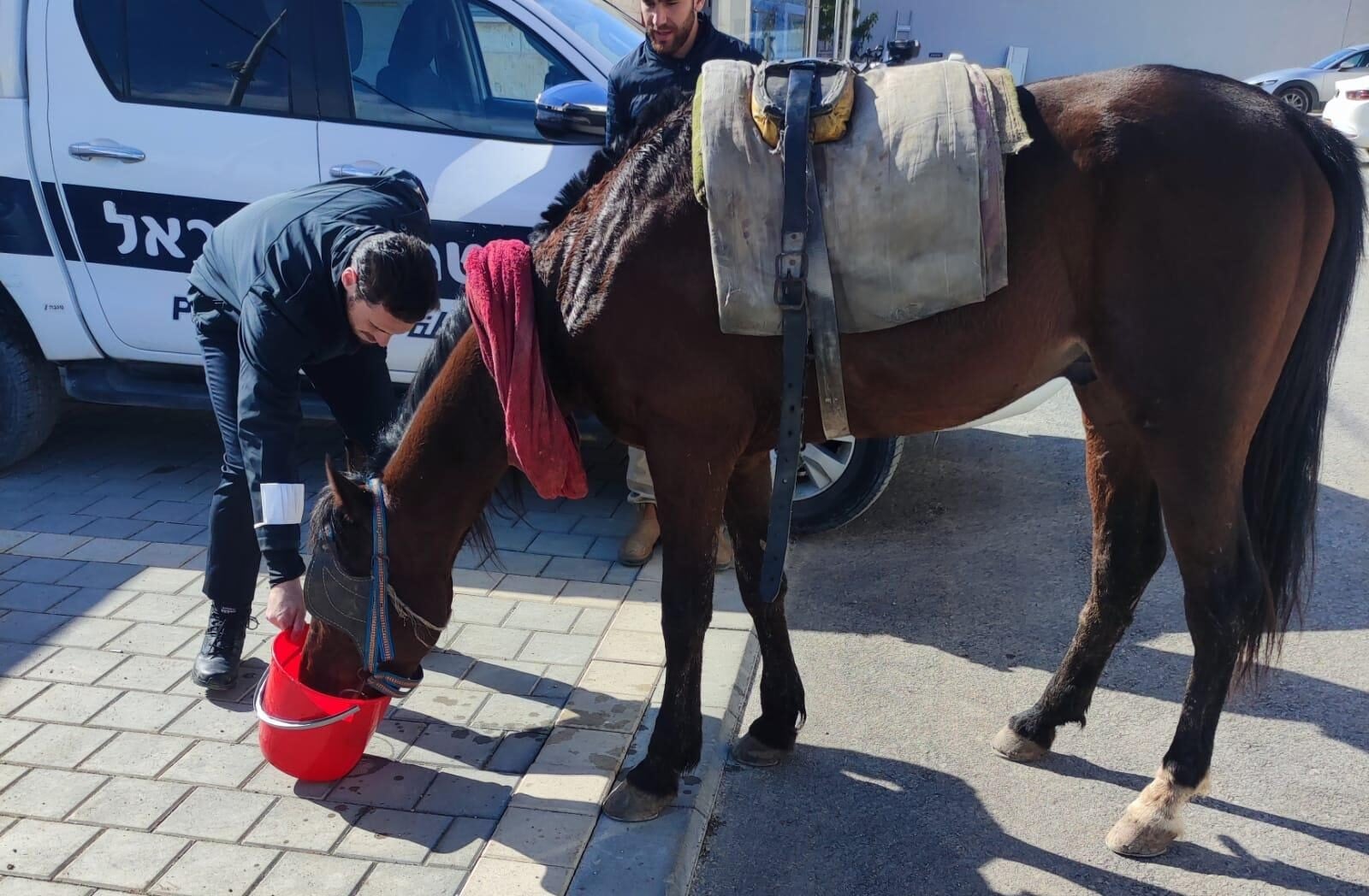 טייבה: 2 ערבים נעצרו בחשד להתעללות בבעלי חיים