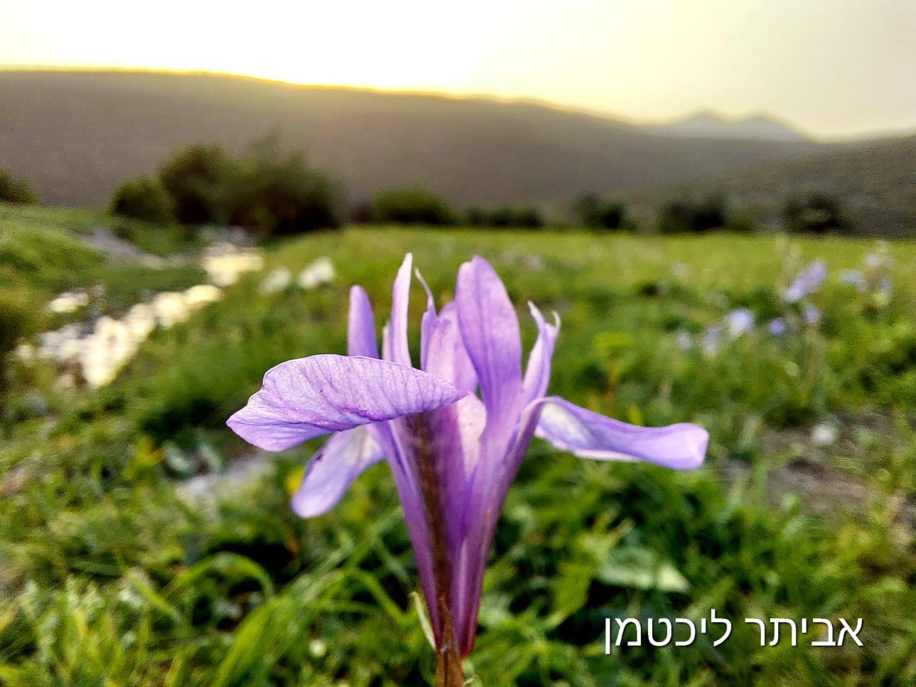 מכירים? הייתם מתים להיות כמו הפרח היוצא דופן הזה