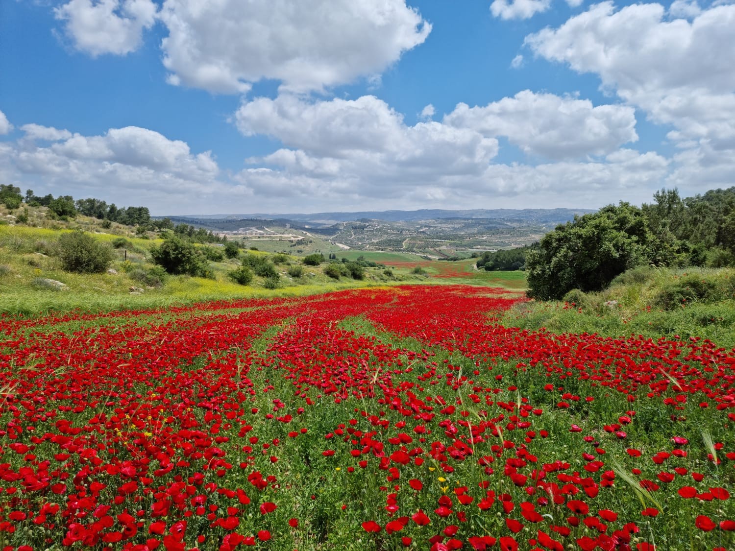 גלריה מרהיבה של פריחות מרחבי ארצנו | צפו