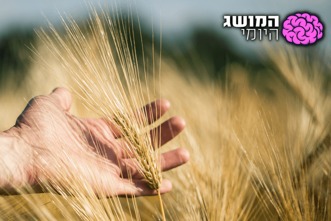 מה הסיפור של קורבן העומר? | המושג היומי