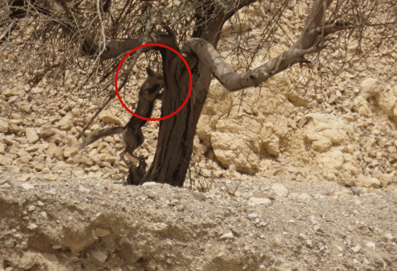 אל תפספסו: פעם ראיתם שועל מתחפש לציפור?