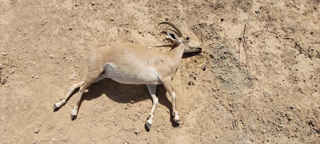 קרדיט: ידידיה שמואל רשות הטבע והגנים