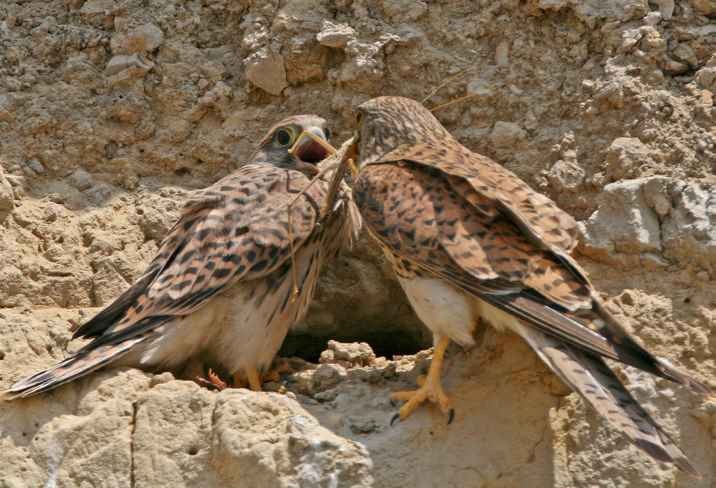 בספארי נדהמו לגלות: גוזלי הבז מצאו משפחה חדשה