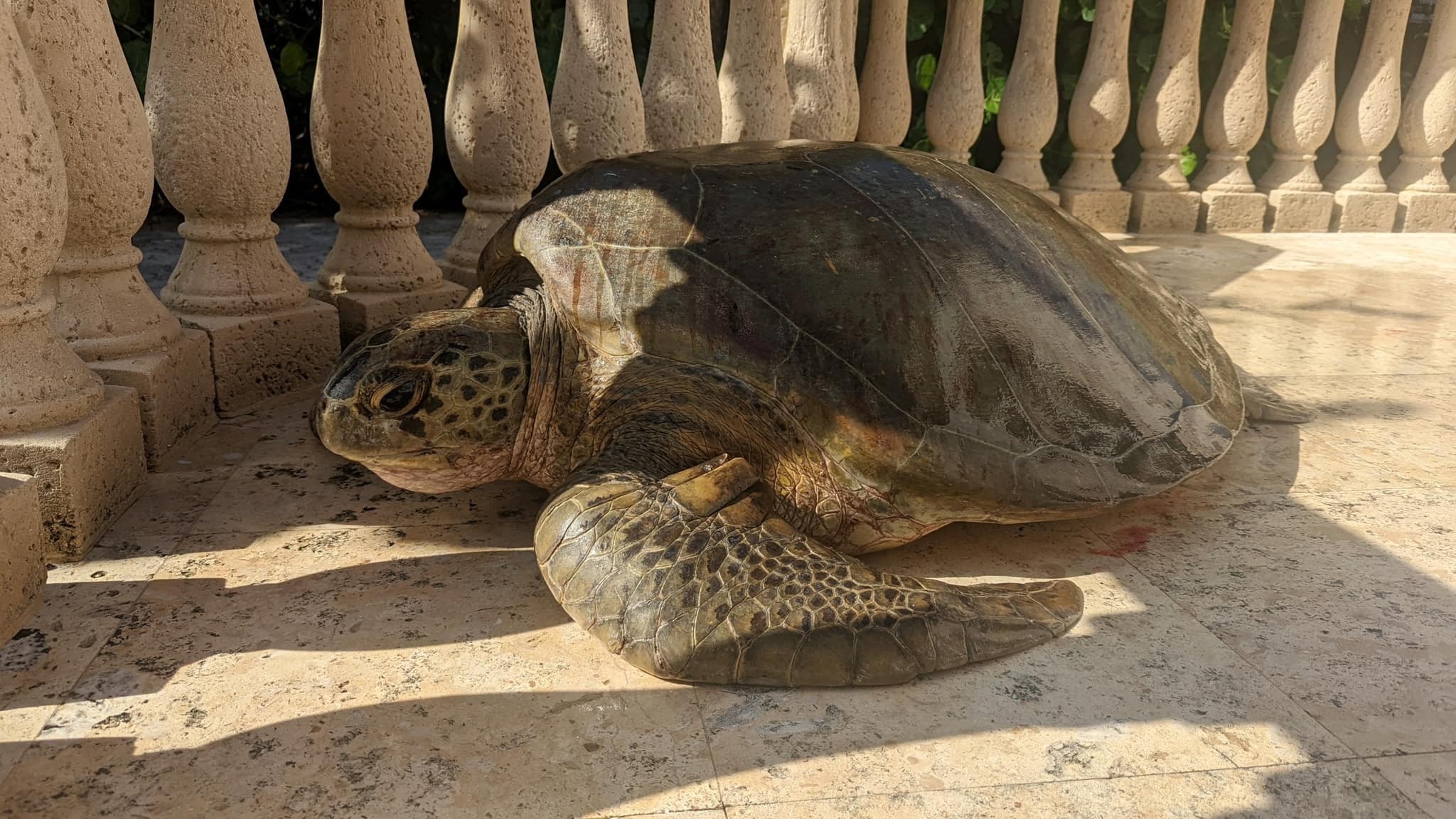 צב ענק ששוקל 200 קילו טיפס למרפסת - כך החזירו אותו לחוף
