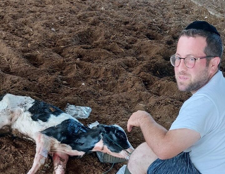 מרגש: הרגע שבו חובש איחוד הצלה ביצע החייאה לפרה ברפת