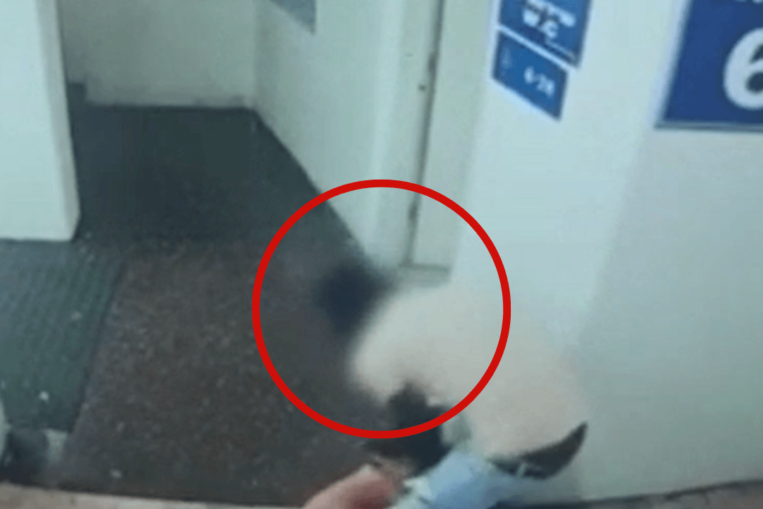תיעוד: קשישה הותקפה ונשדדה על ידי מסתנן בתחנה המרכזית בת״א