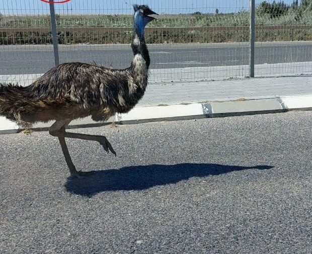 האמו המשוחרר. צילום: מתוך הסרטון של חדשות בזמן