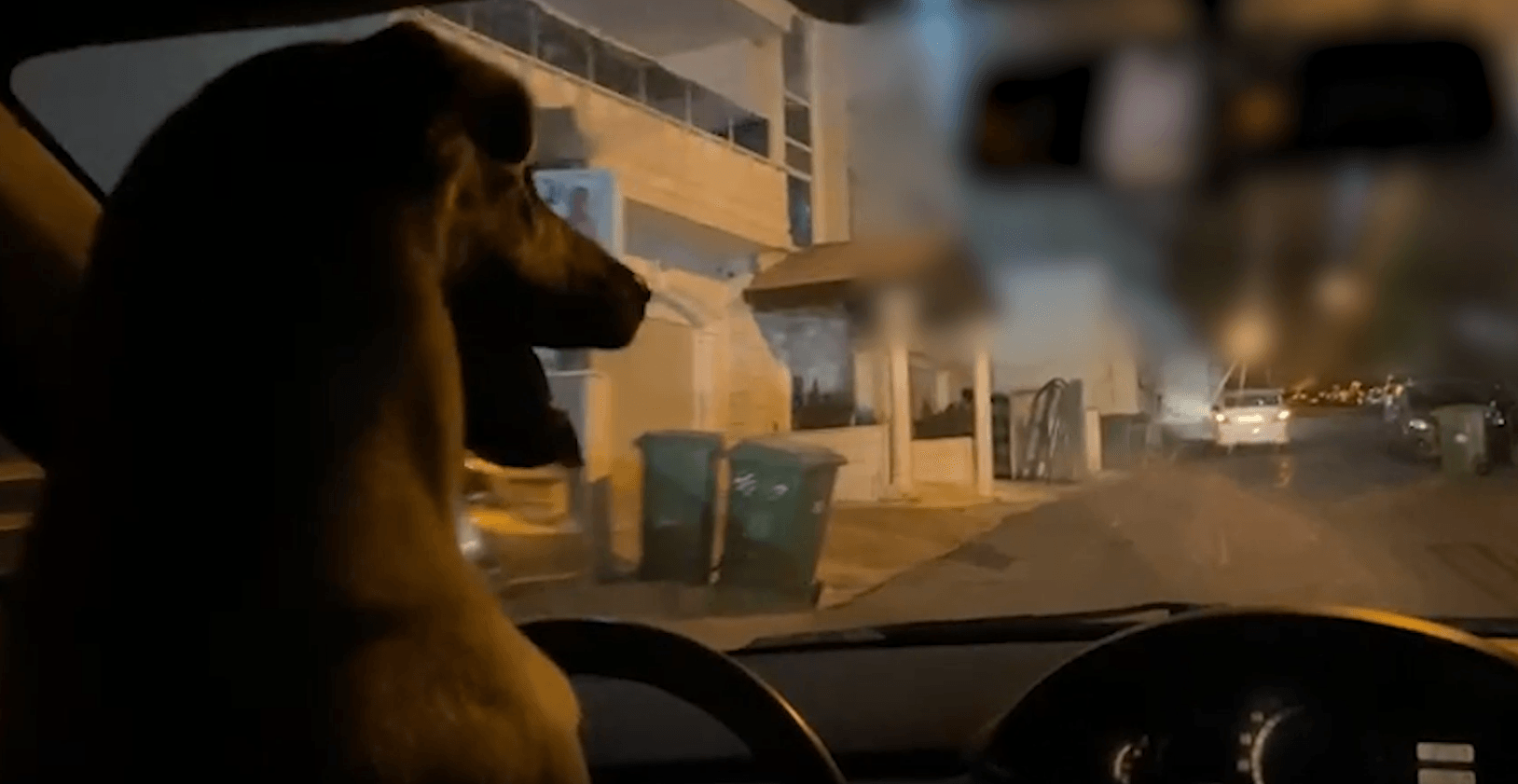מקרה חריג בירושלים: גבר בן 35 נתן לכלבו לנהוג ברכב | תיעוד