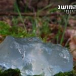 תופעת הטבע שמטריפה את האנושות כבר שנים – מהם כוכבי הג'לי?