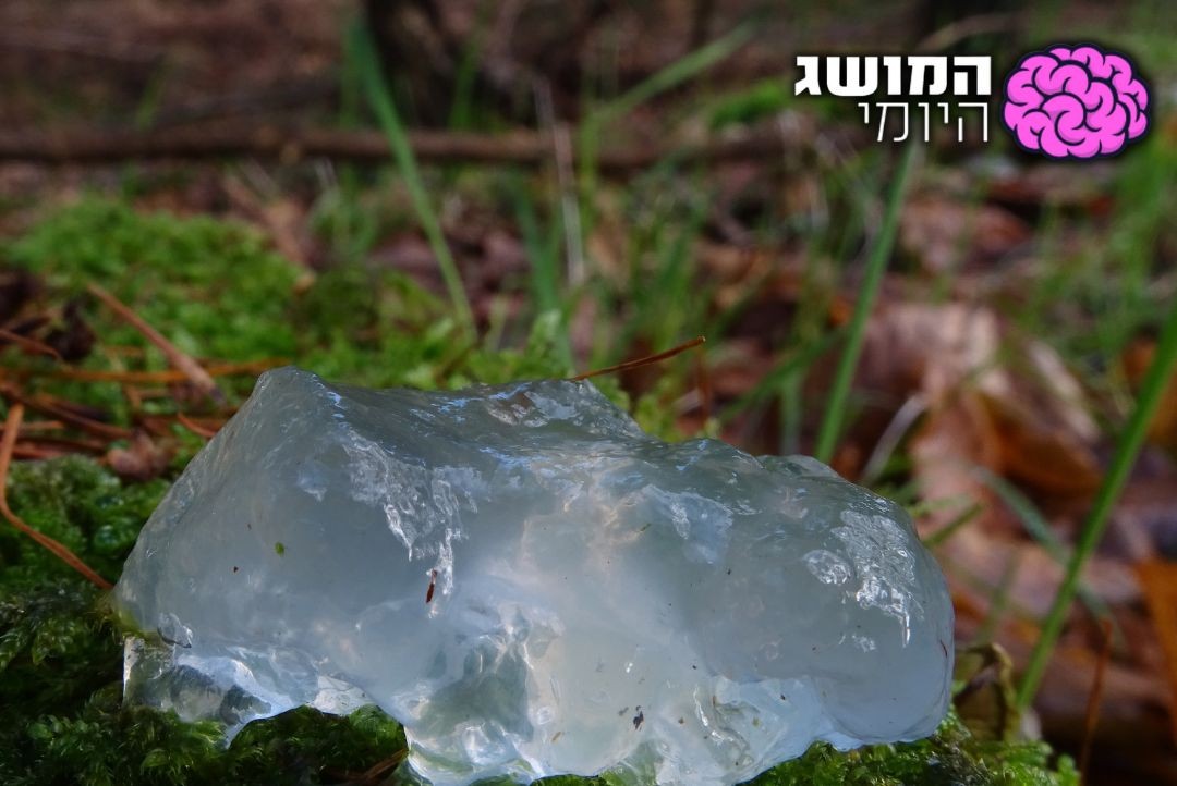 שאטרסטוק