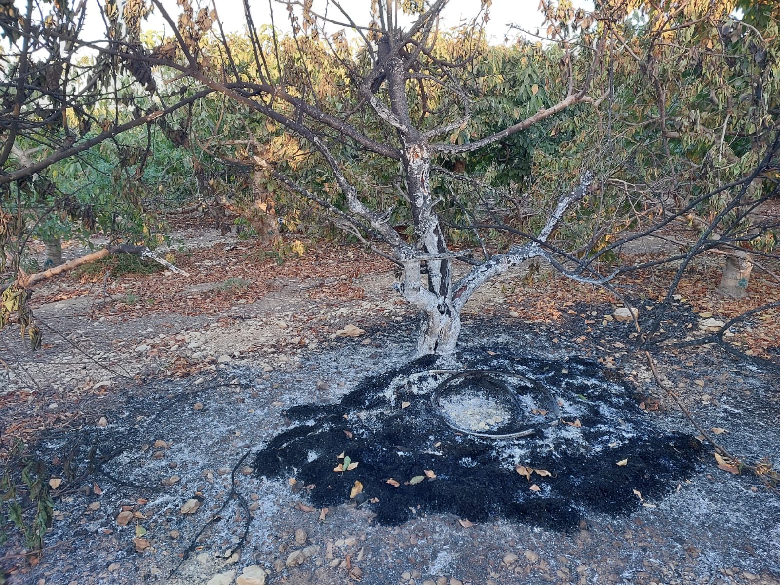 צילום:  דרור אלטמן כפר עציון.