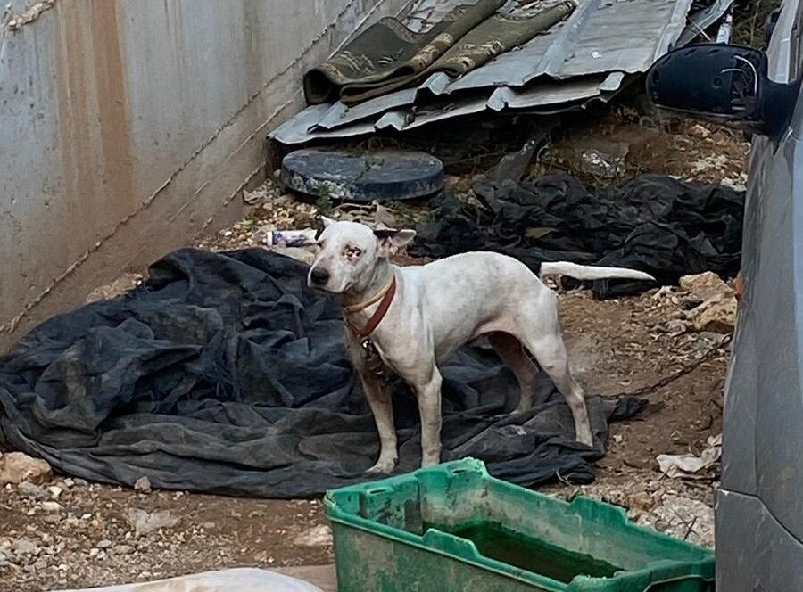 ללא מזון ומים: משרד החקלאות פשט על בית גידול כלבים
