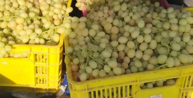 רצה להכין יין? בדואי מרהט נתפס גונב עשרות ק"ג של ענבים