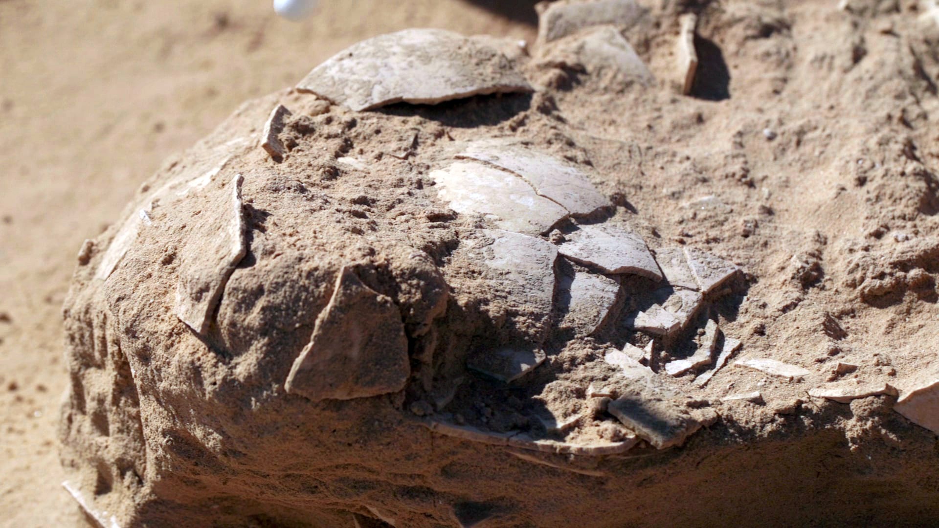 חביתה פרהיסטורית: 8 ביצי עין בנות אלפי שנים נחשפו בחולות ניצנה בנגב