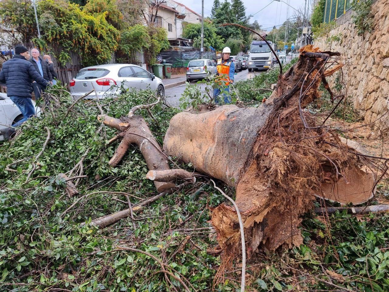 בעקבות מזג האוויר הסוער: עצים קרסו - שיבושים באספקת החשמל