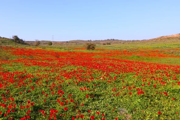 פסטיבל 'דרום אדום': כל המקומות שאסור לכם לפספס