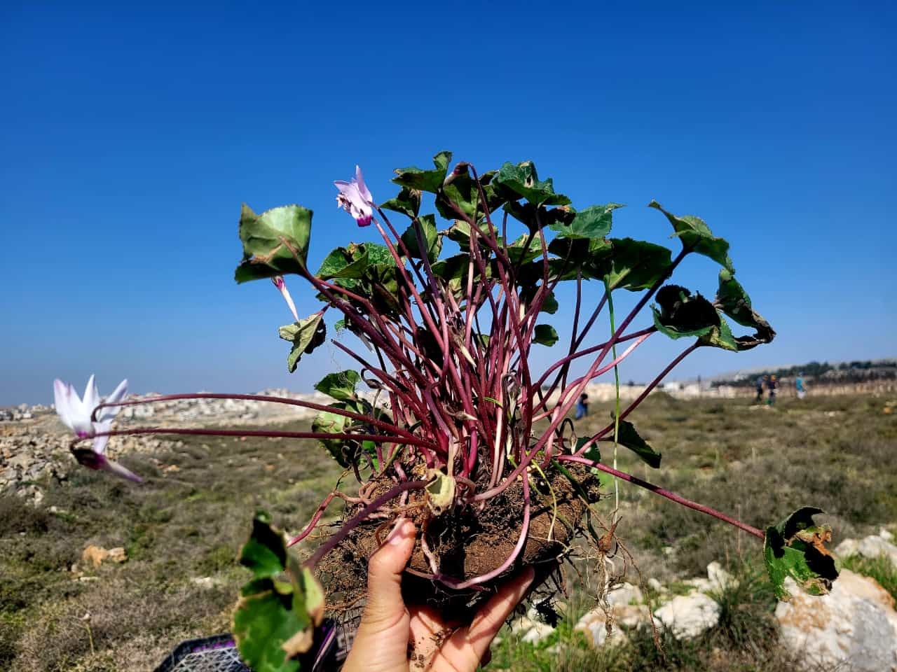 אחד ממיני הפרחים שנעקרו | קרדיט: מועצה אזורית שומרון
