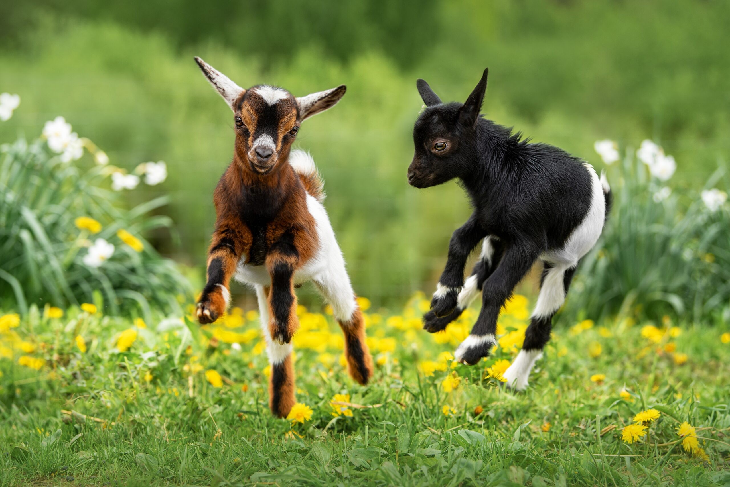 עיזים | קרדיט: shutterstock