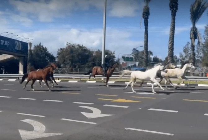 "משטרה, תעזרו לי!": עשרה סוסים דהרו בכביש 5 לאור יום | צפו