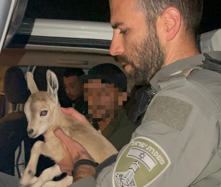 גול עצמי: חשוד מהפזורה שהחזיק גדי ותיעד עצמו ברשתות - נעצר | תיעוד