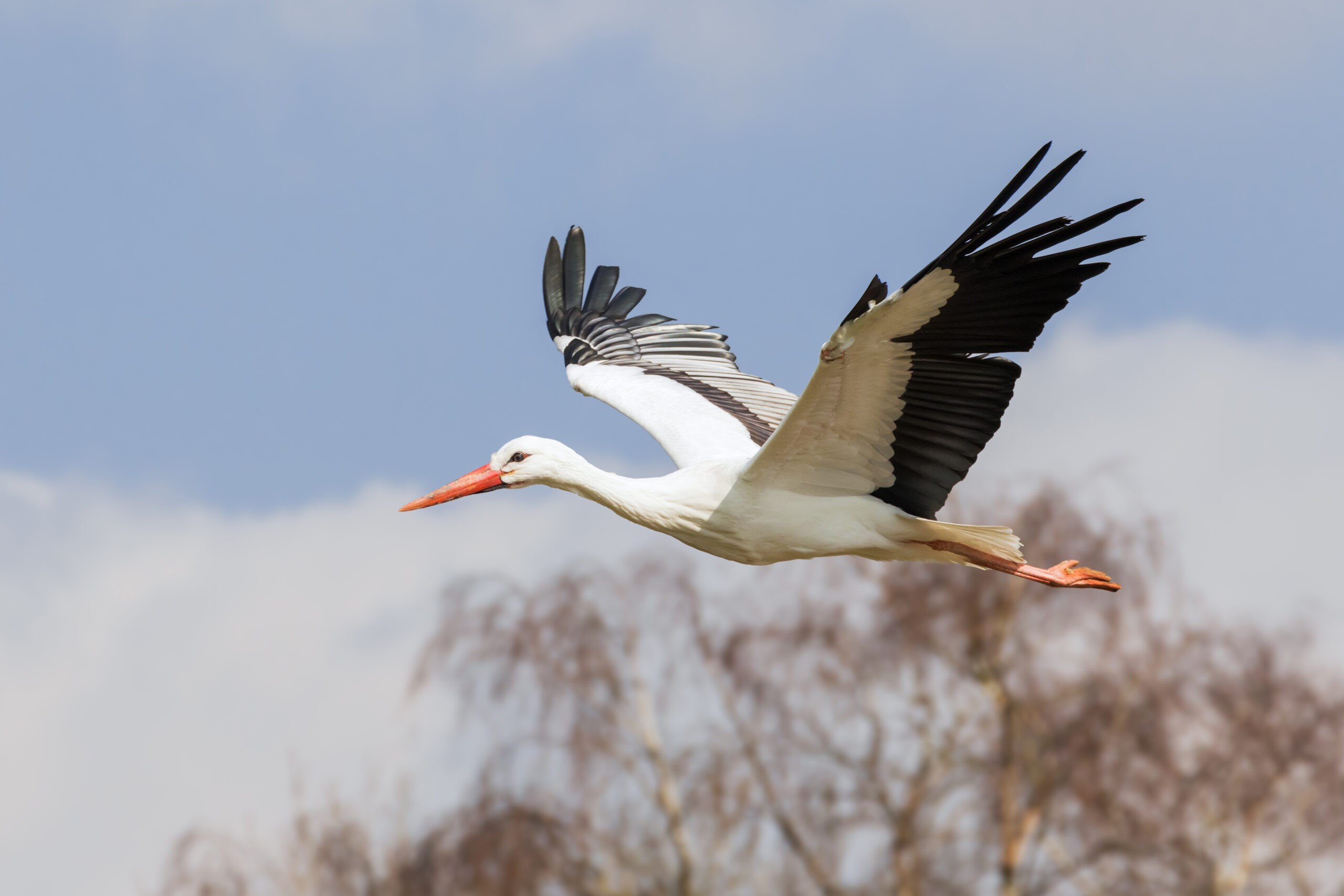 חסידה לבנה, הקפיצה את הכוחות | קרדיט: shutterstock