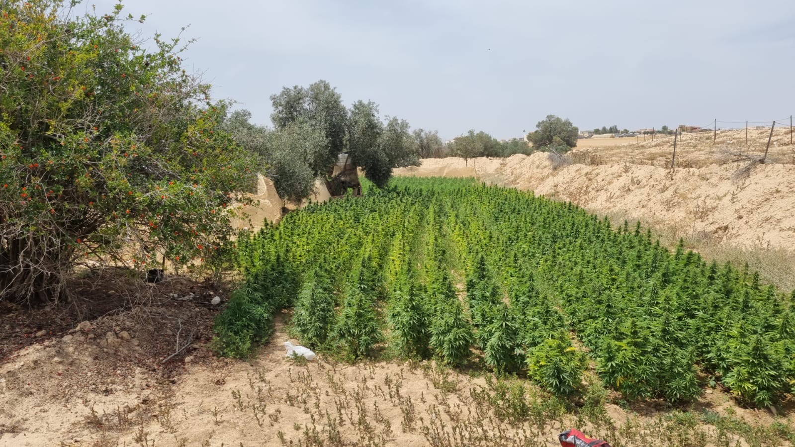 שתי חממות - 3,000 שתילים: שני חשודים נעצרו בחשד להחזקה וגידול סמים