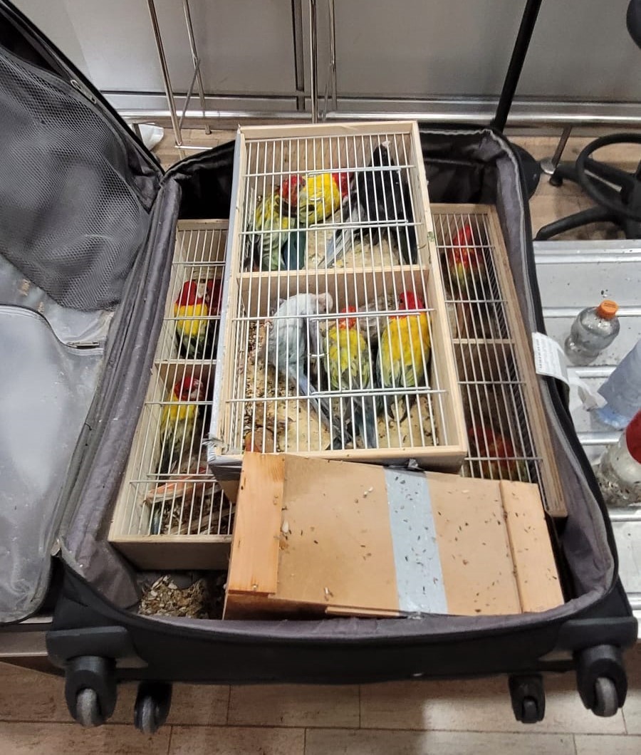 סגורים במזוודה ובשווי אלפי יורו: הברחת התוכים שנתפסה בנתב"ג