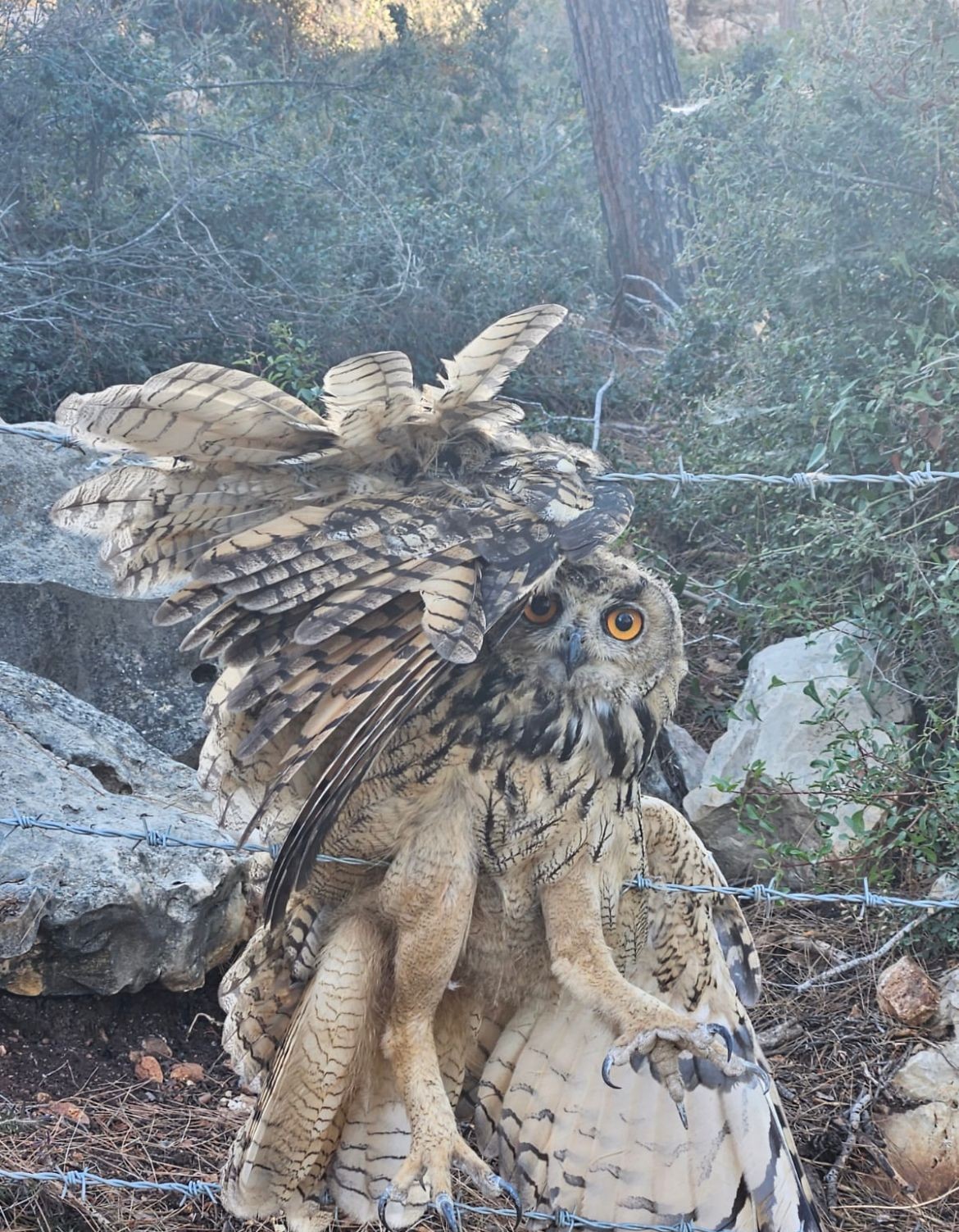 העוף הדורס ניצל בזכות אישה שיצאה לרוץ בבוקר ושמעה את זעקותיו