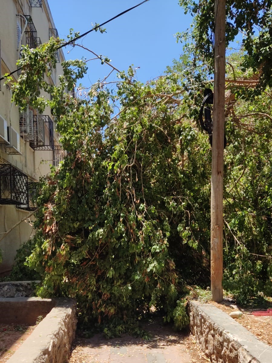 עץ קרס על אבא ו-2 בניו סמוך לגן ילדים ברמלה - מצבם קל