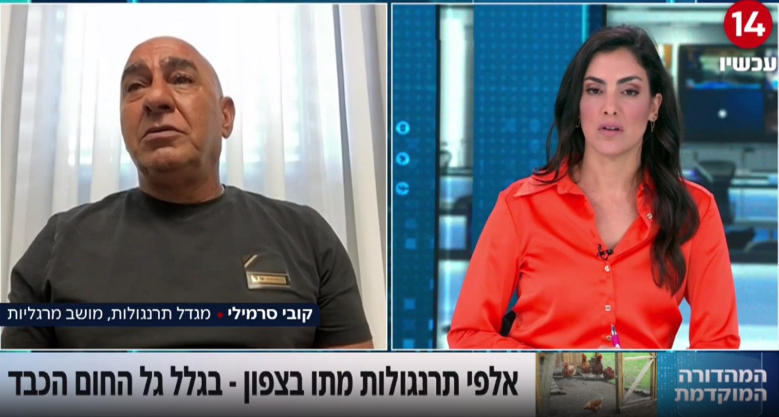 "כל התרנגולות מתו": הלולן שנשאר חסר אונים בעקבות גל החום