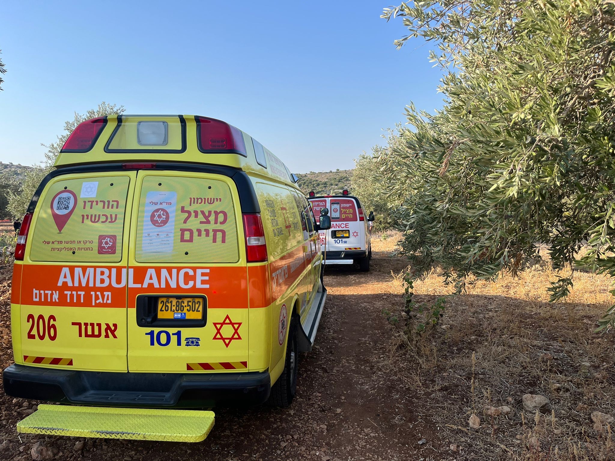 חשד לרצח כפול: שני אחים נמצאו ללא רוח חיים במטע זיתים בגליל