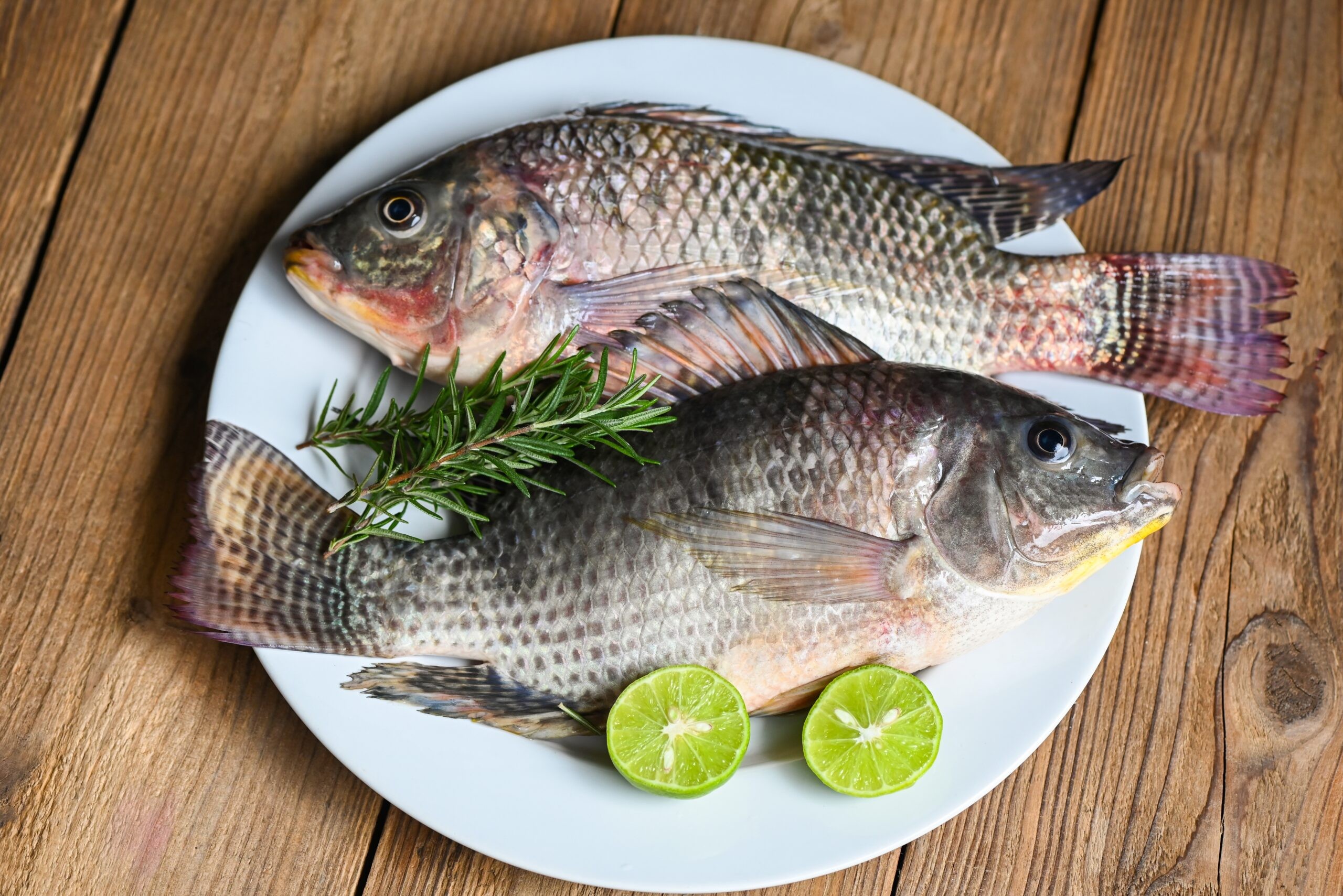 דגי אמנון, אילוסטרציה | צילום: shutterstock