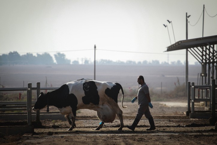 מזווית אחרת: עשרה דברים שלא ידעתם על קיבוץ ניר עוז