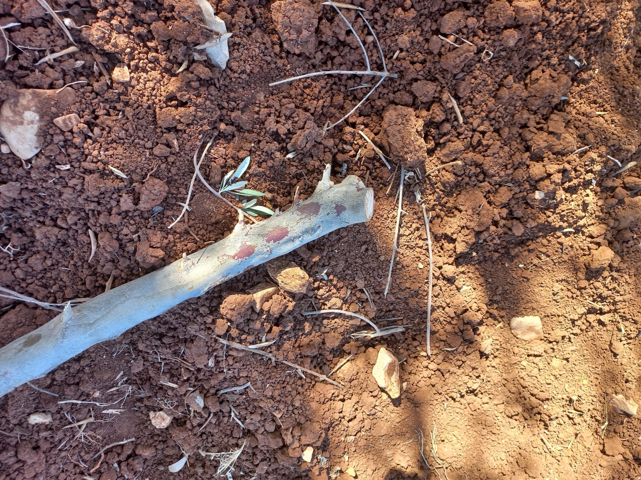 טרור בבנימין: שני צעירים יהודים הותקפו ונפצעו באורח קשה וקל