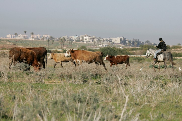 "ליישב את חבל עזה": כאלף פעילים מרחבי הארץ בקריאה היסטורית