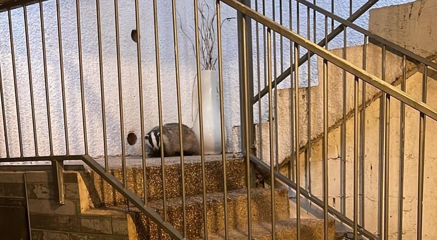 מה עשתה גירית בבניין בטבריה? אולי מחפשת סופגנייה