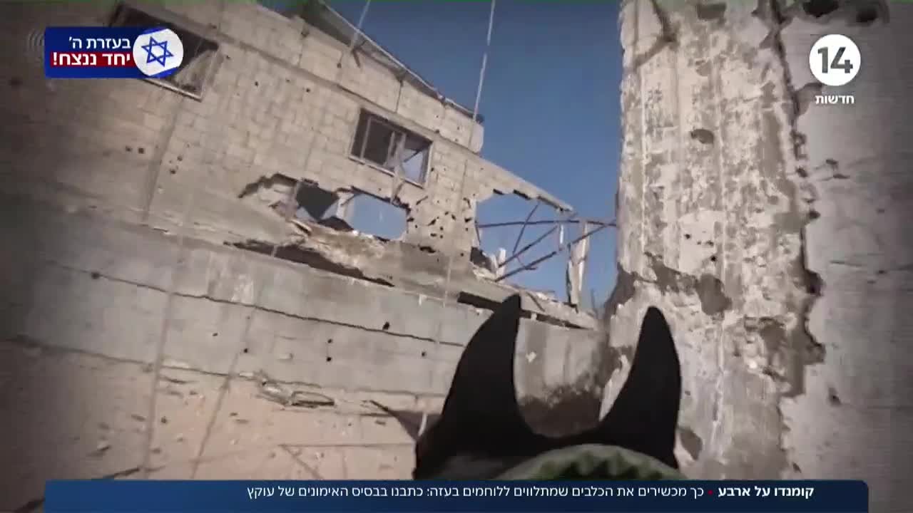 קומנדו על ארבע: כך מכשירים את הכלבים שמתלווים ללוחמים בעזה