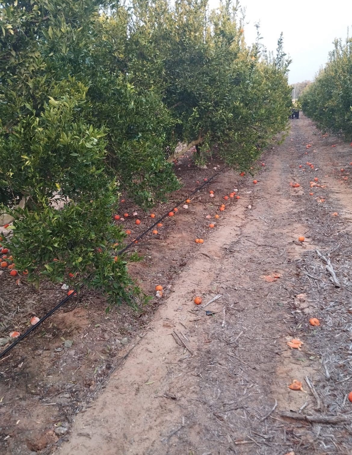 הממשלה החליטה: הגדלה נוספת במכסת עובדים זרים לחקלאות
