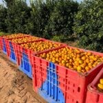 על סף פשיטת רגל: החקלאים צפויים להפסד של 2 מיליארד שקלים