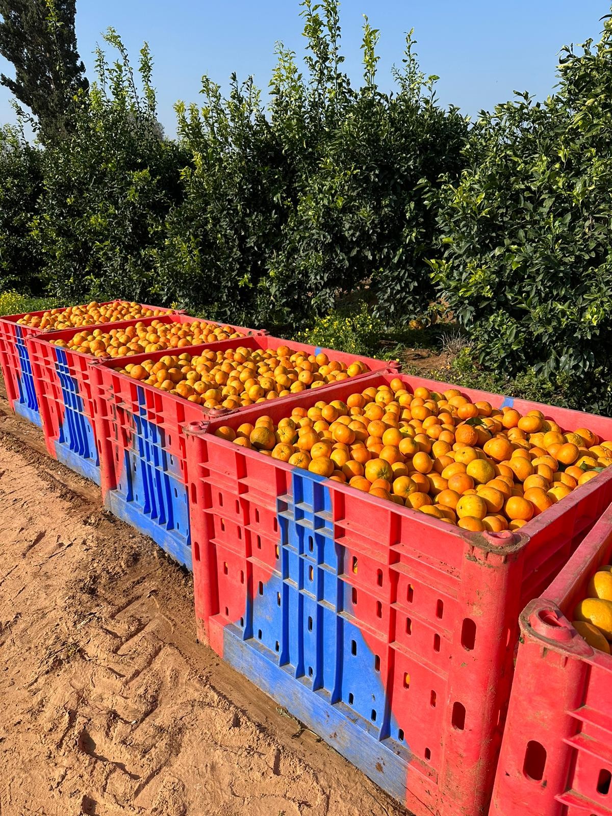 על סף פשיטת רגל: החקלאים צפויים להפסד של 2 מיליארד שקלים